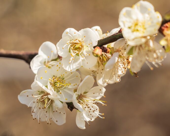 Gambar Bunga Prem aka Bunga Plum (梅花 )