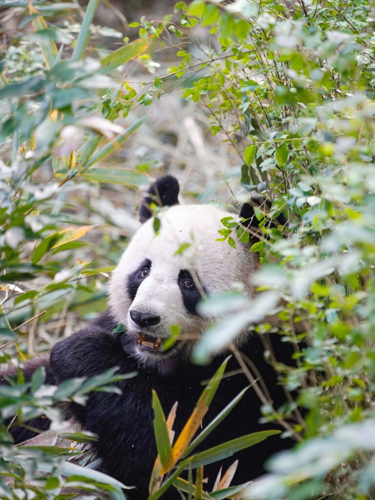 Xiongmao (熊猫) - Panda