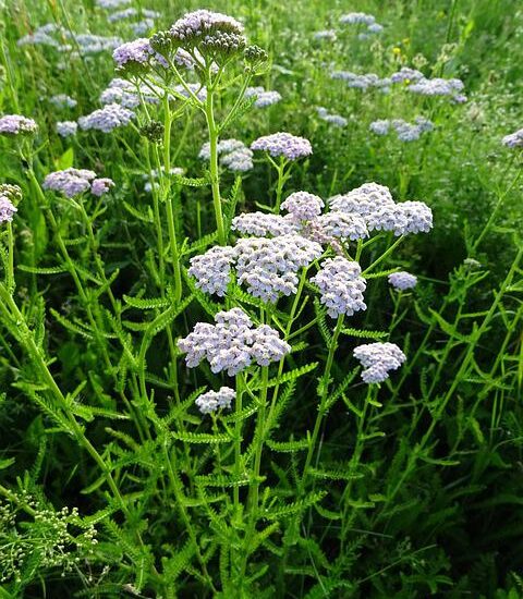 Khasiat Daun Seribu aka Yarrow (蓍草) Dalam Pengobatan Tradisional