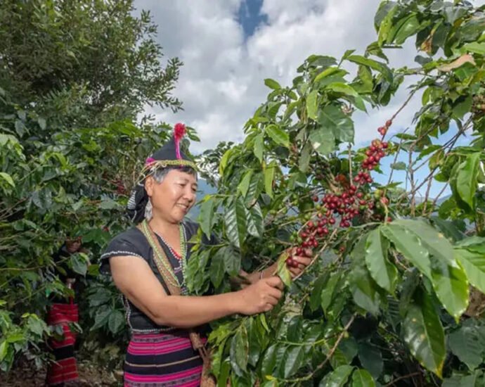 Awal Penanaman Kopi Di Yunnan