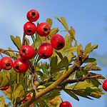 Mengenal Lebih Dekat Tentang Hawthorn (山楂 shan zha)