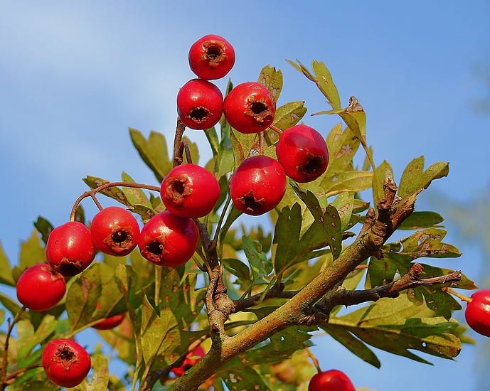 Mengenal Lebih Dekat Tentang Hawthorn (山楂 shan zha)